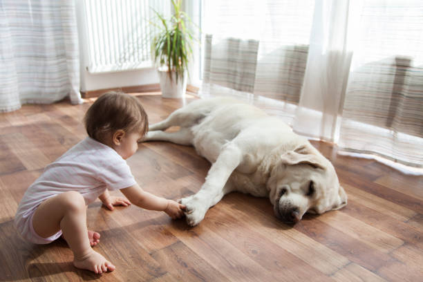 Pet friendly | Bowling Carpet